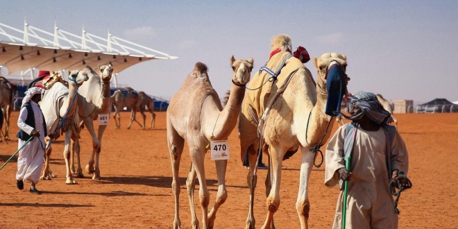 أخر أخبار مهرجان الإبل التابع للملك عبد العزيز