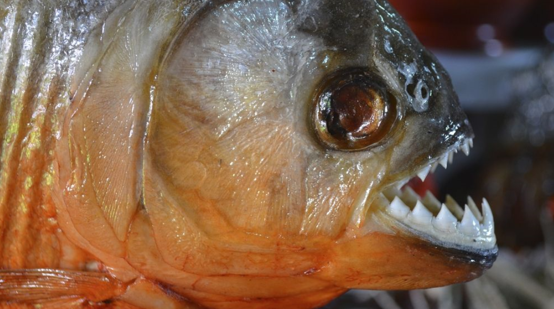 سمك صغير الحجم متوحش ياكل فريسته ما اسمه