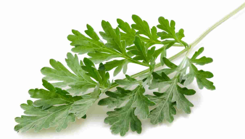 ما اهميه اختزال اوراق نبات الشيح لصحة الانسان