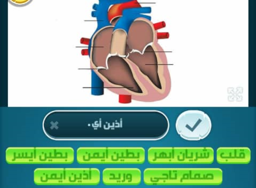 حل كلمات كراش 749