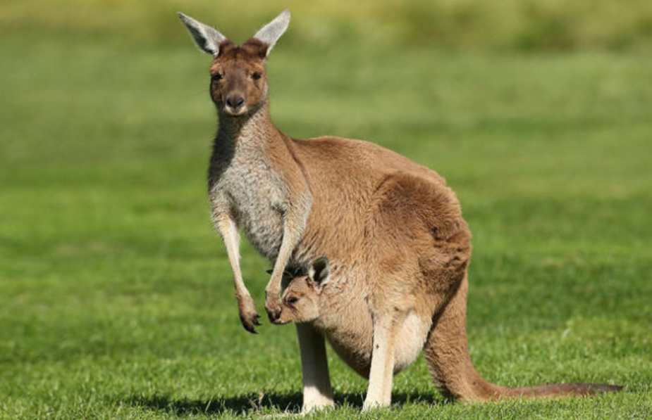 يبقى صغير الكنغر في جيب أمه سنة 1 صح 2 خطأ