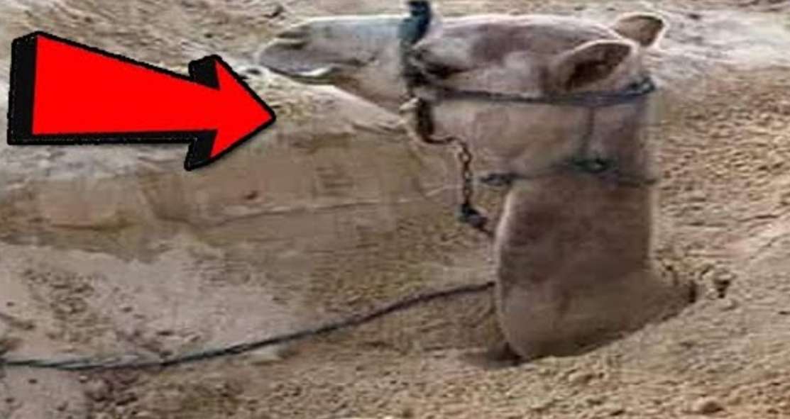 لماذا يدفن الجمل في الرمال في النهار