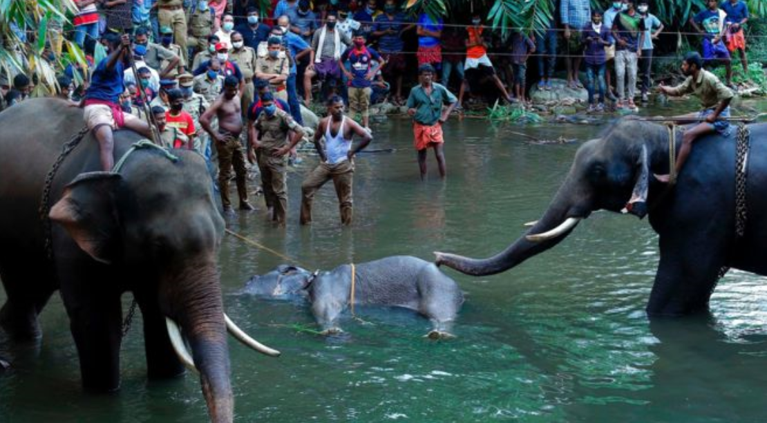 قصة الفيلة الحامل في الهند بالتفصيل