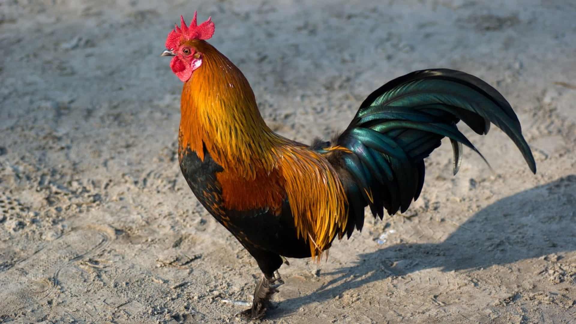 جمع ديك في اللغة العربية