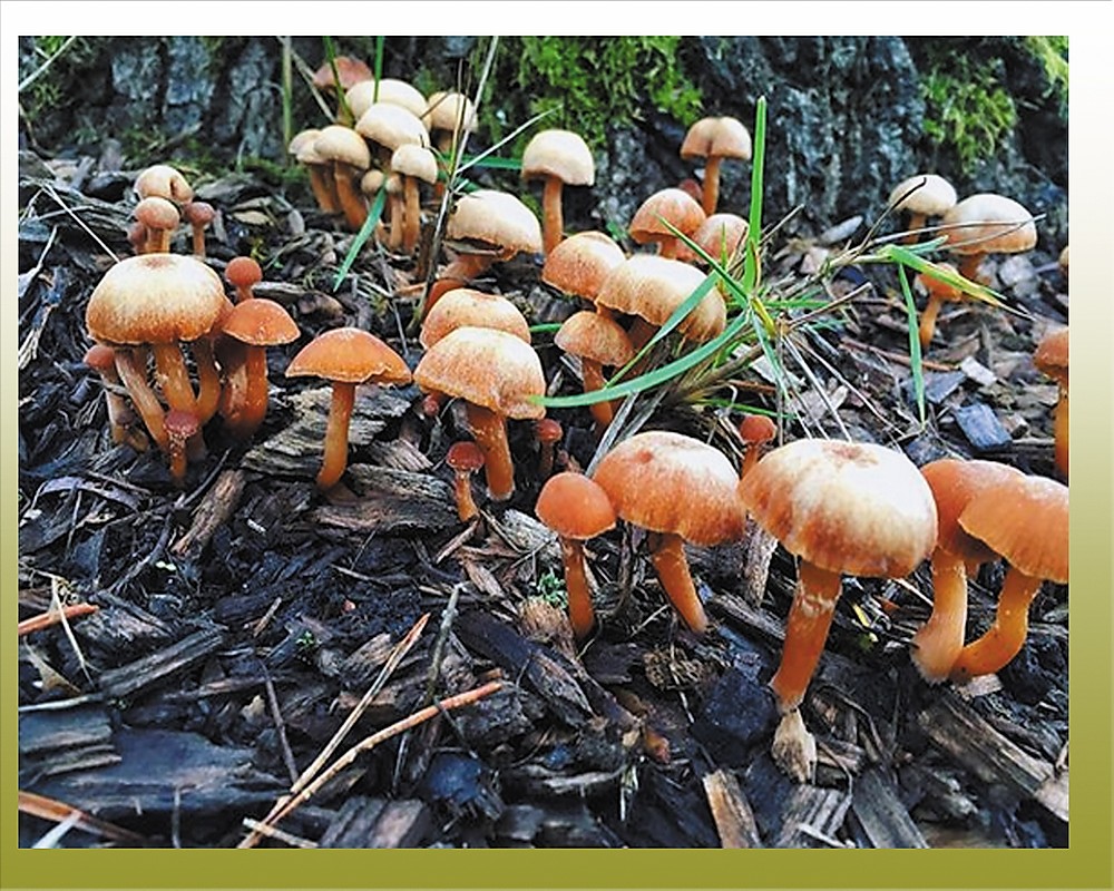 هل الفطريات بدائية النواة