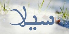 معنى اسم سيلا في المعجم الوسيط وحكم التسمية به