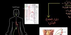 وظائف الجهاز العصبي السمبثاوي