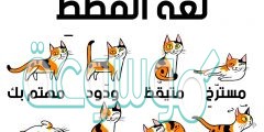ماذا تعنى حركات القطط المختلفة