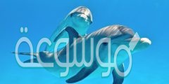 من ذاكرته أطول 1 النعامة 2 الدلفين