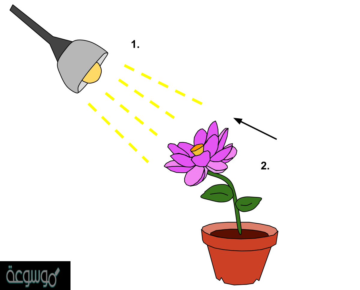 ما الذي يصف الانتحاء الضوئي الموجب