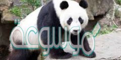 اهم معلومات عن الباندا