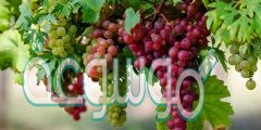 كم عدد السعرات الحرارية في العنب
