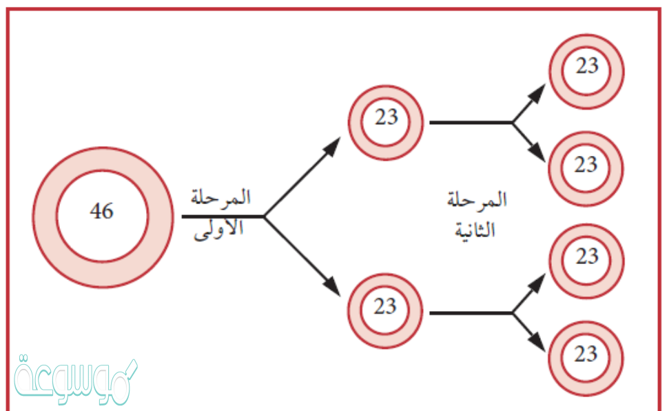 ما اهمية الانقسام المنصف