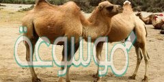 ماذا يخزن سنام الجمل