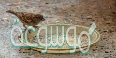 ما هي الطيور التي تعيش في المنازل