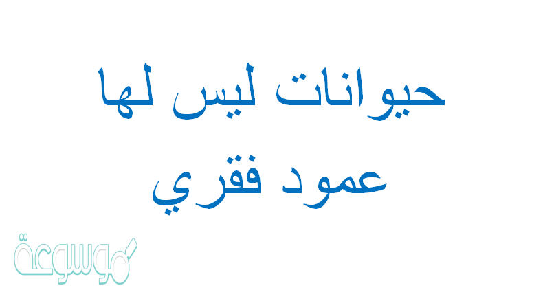 حيوانات ليس لها عمود فقري