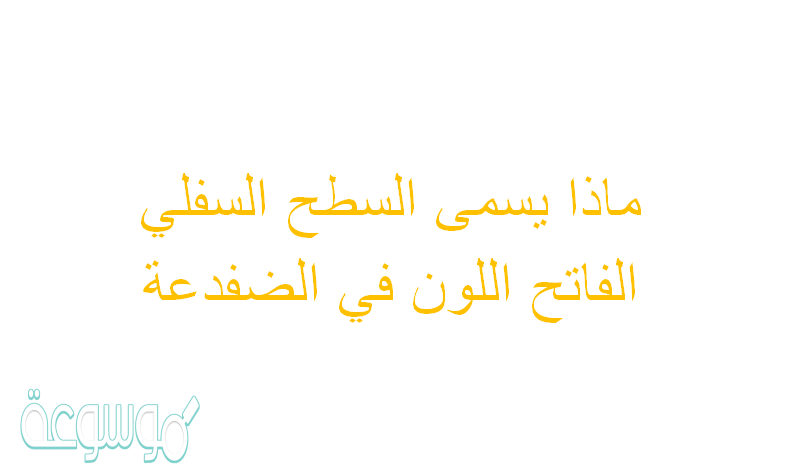 ماذا يسمى السطح السفلي الفاتح اللون في الضفدعة