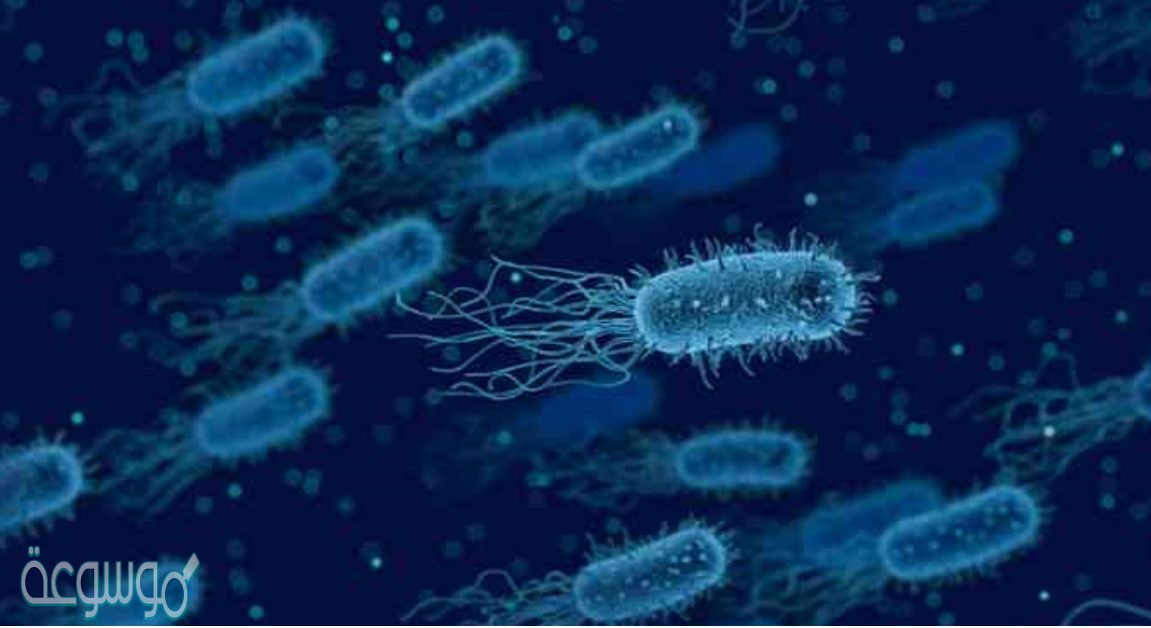 اكثر عمليات التنفس اللاهوائي شيوعا