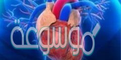 يصنف القلب على انه