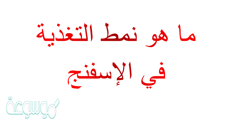 ما هو نمط التغذية في الإسفنج