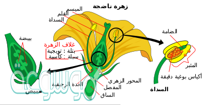 شرح الأجزاء الخارجية للزهرة التي تتميز بألوانها الجميلة هي السبلات