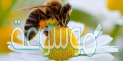 هل يتخاطب النحل عن طريق الرقص