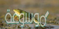 ماذا يسمى السطح السفلي الفاتح اللون في الضفدعة