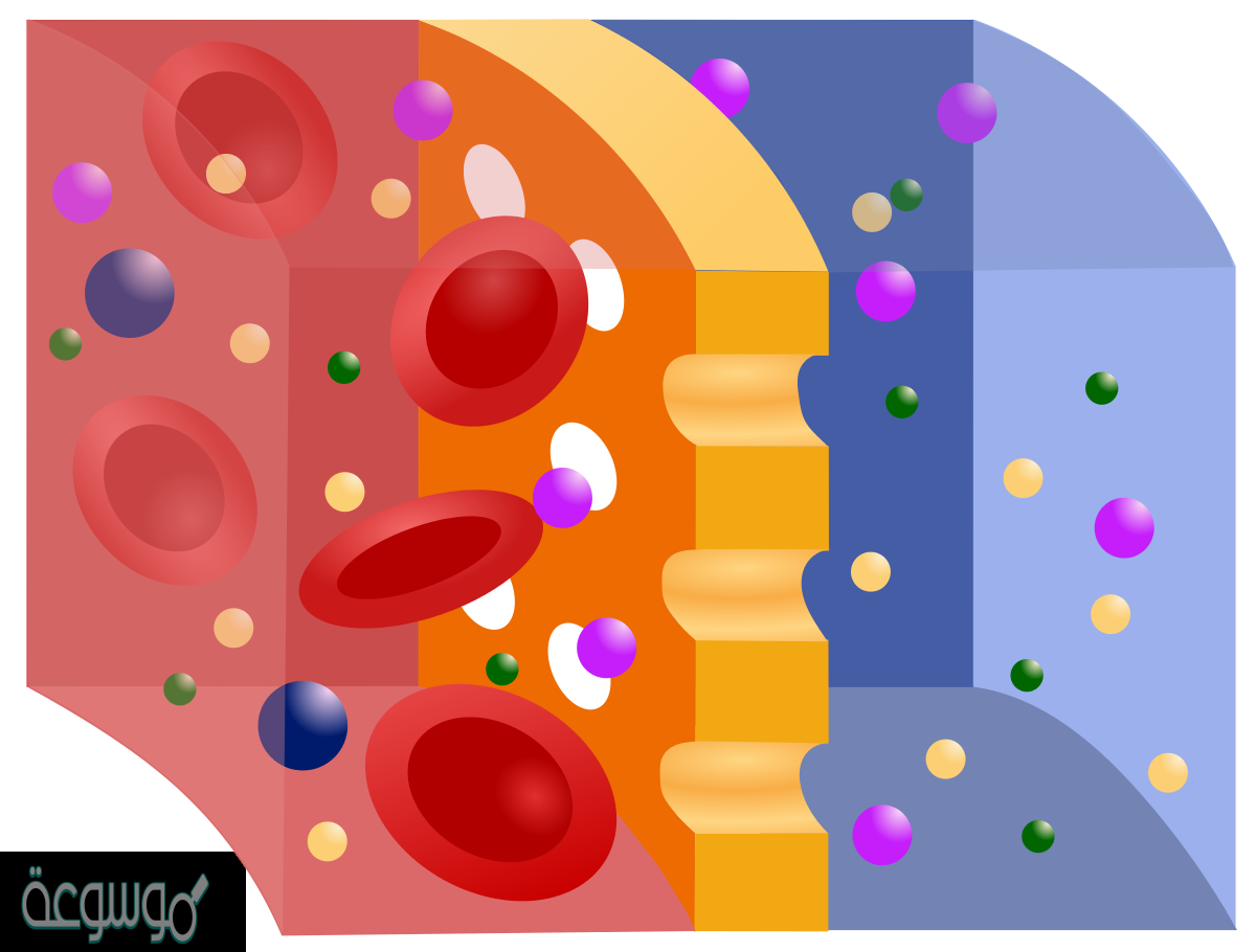 عندما تتوقف عمليتا الانتشار والخاصيه الاسموزيه يحدث