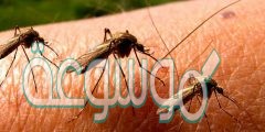 ما هي وسائل مكافحة البعوض
