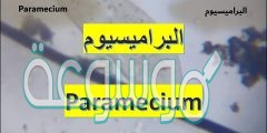 البراميسيوم مثال على