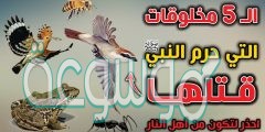 من الحيوانات التي نهى الشرع عن قتلها