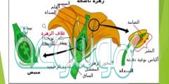 الأجزاء الخارجية للزهرة التي تتميز بألوانها