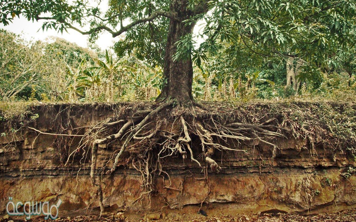 خروج الماء على هيئة بخار من اجزاء النبات