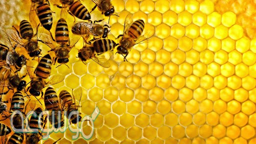 ما المصطلح المناسب لوصف دور النحلة في جمع حبوب اللقاح