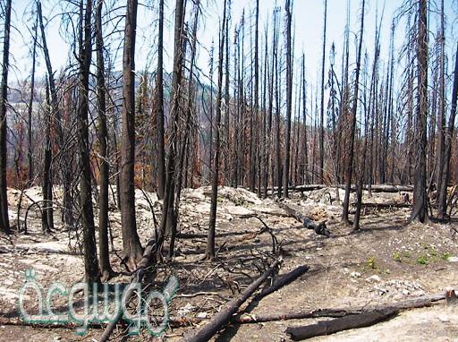 عند قطع الانسان للاشجار من اجل بناء المنازل فأنه يسبب