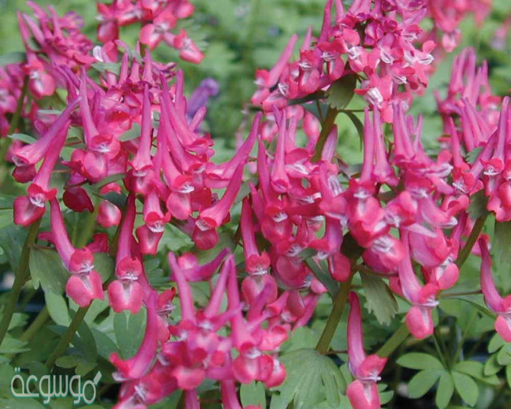 ازهار بعض النباتات تكون ملونه وذات رائحه عطره ل