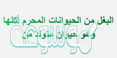 البغل من الحيوانات المحرم أكلها وهو حيوان متولد من