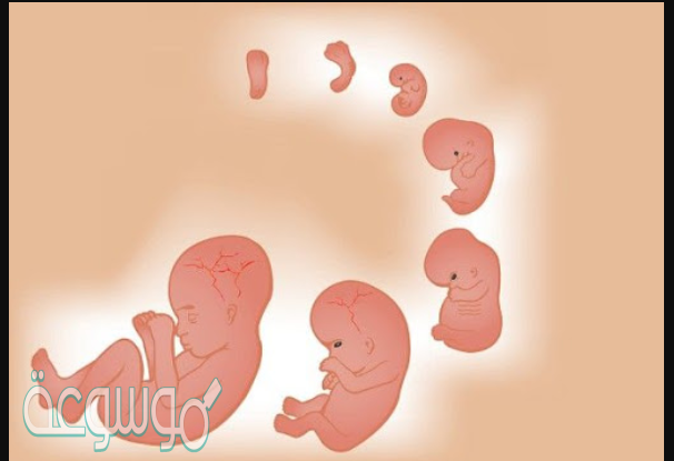 قومي بتتبع مراحل نمو الجنين داخل الرحم بدءا من تلقيح البويضة حتى المرحلة النهائية من الحمل بالصور