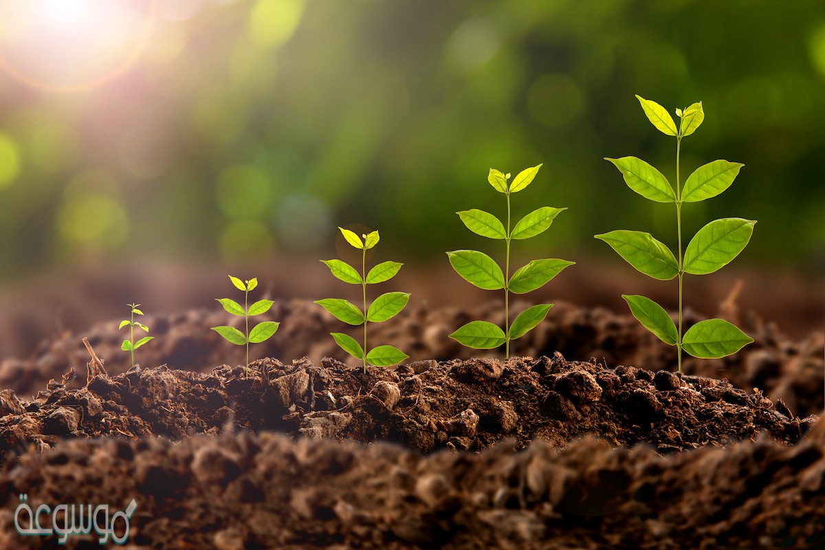 شرح عملية البناء الضوئي للاطفال