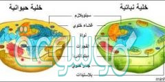الفرق بين الخلية الحيوانية والنباتية