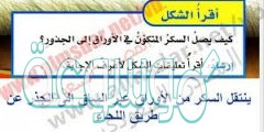 اي اجزاء الساق ينقل السكر من الاوراق الى جذور النبات