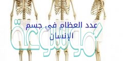 كم عدد العظام في جسم الانسان البالغ بصحة جيدة