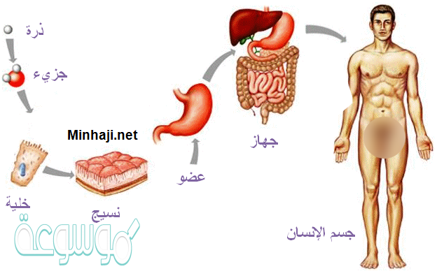 المخطط الصحيح لتسلسل مستويات التنظيم في المخلوقات الحيه هو