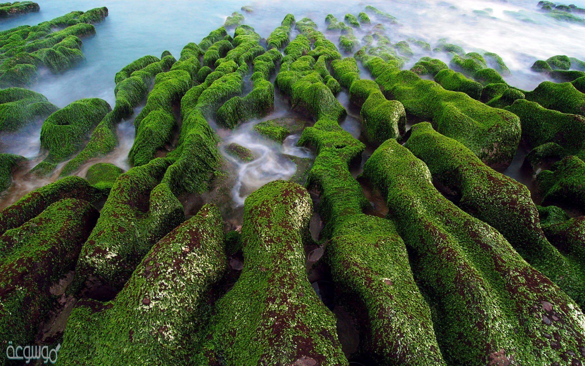 تتكاثر النباتات اللابذرية عن طريق