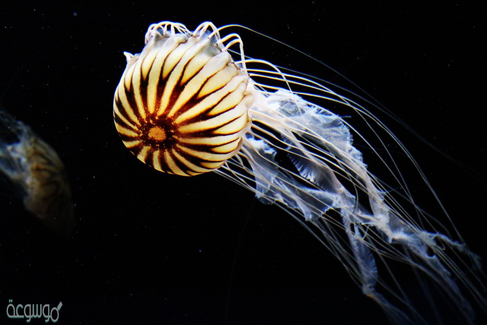 تختلف خليه المخلوق الوحيد الخليه عن خلايا المخلوقات العديده الخلايا في انها