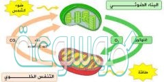 تستخلص النباتات والحيوانات الطاقة من سكر الجلوكوز بعملية تدعى