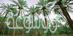 تكثر زراعة النخيل في منطقة