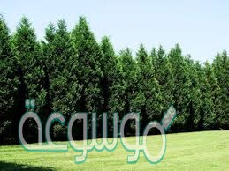 نبات السرو الأصلع من النباتات