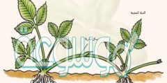 نبات يتكاثر عن طريق الساق الجارية