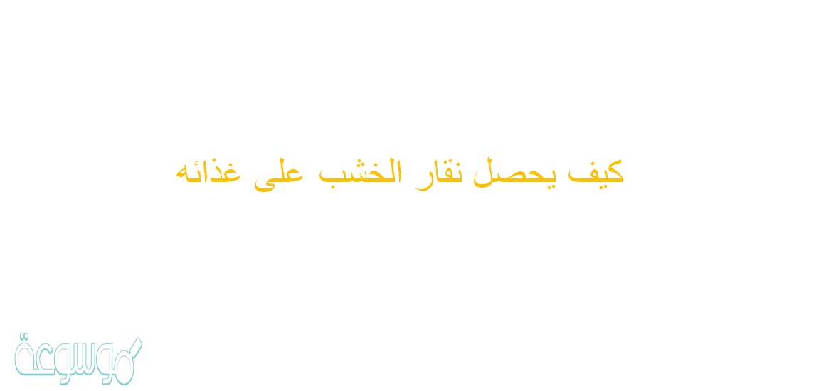 كيف يحصل نقار الخشب على غذائه